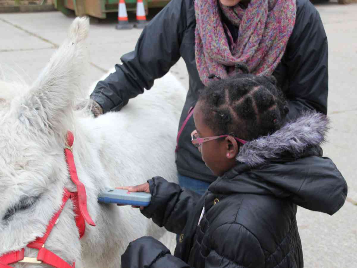 Isle Of Wight Donkey Sanctuary picture gallery